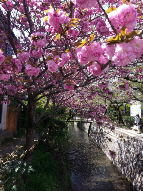 Cherry Blossoms