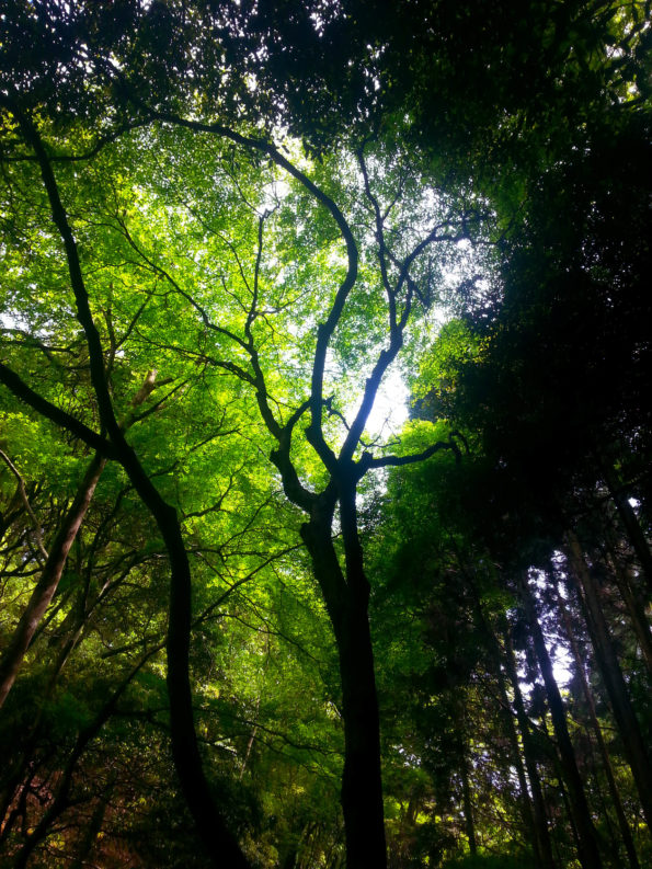 Arashiyama