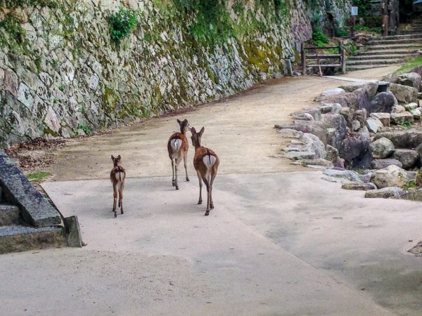 mount-misen-miyajima-japan-tallypack-travel