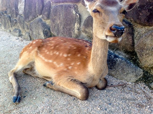 mount-misen-miyajima-japan-tallypack-travel